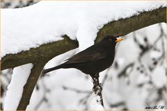 Amsel 01