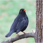 Amsel (01.02.2023)