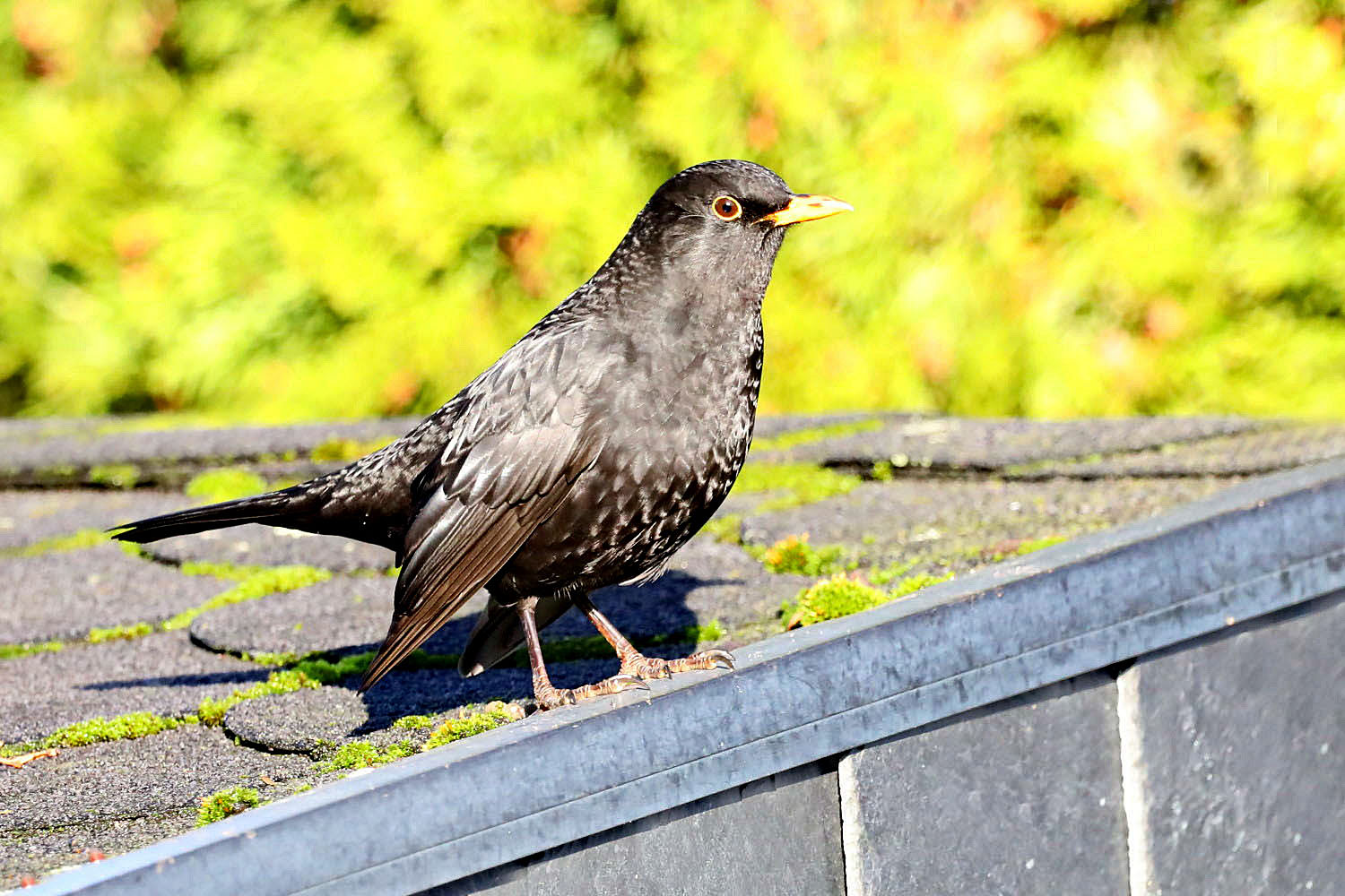 Amsel