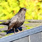 Amsel