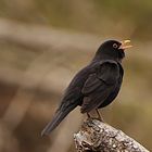 Amsel