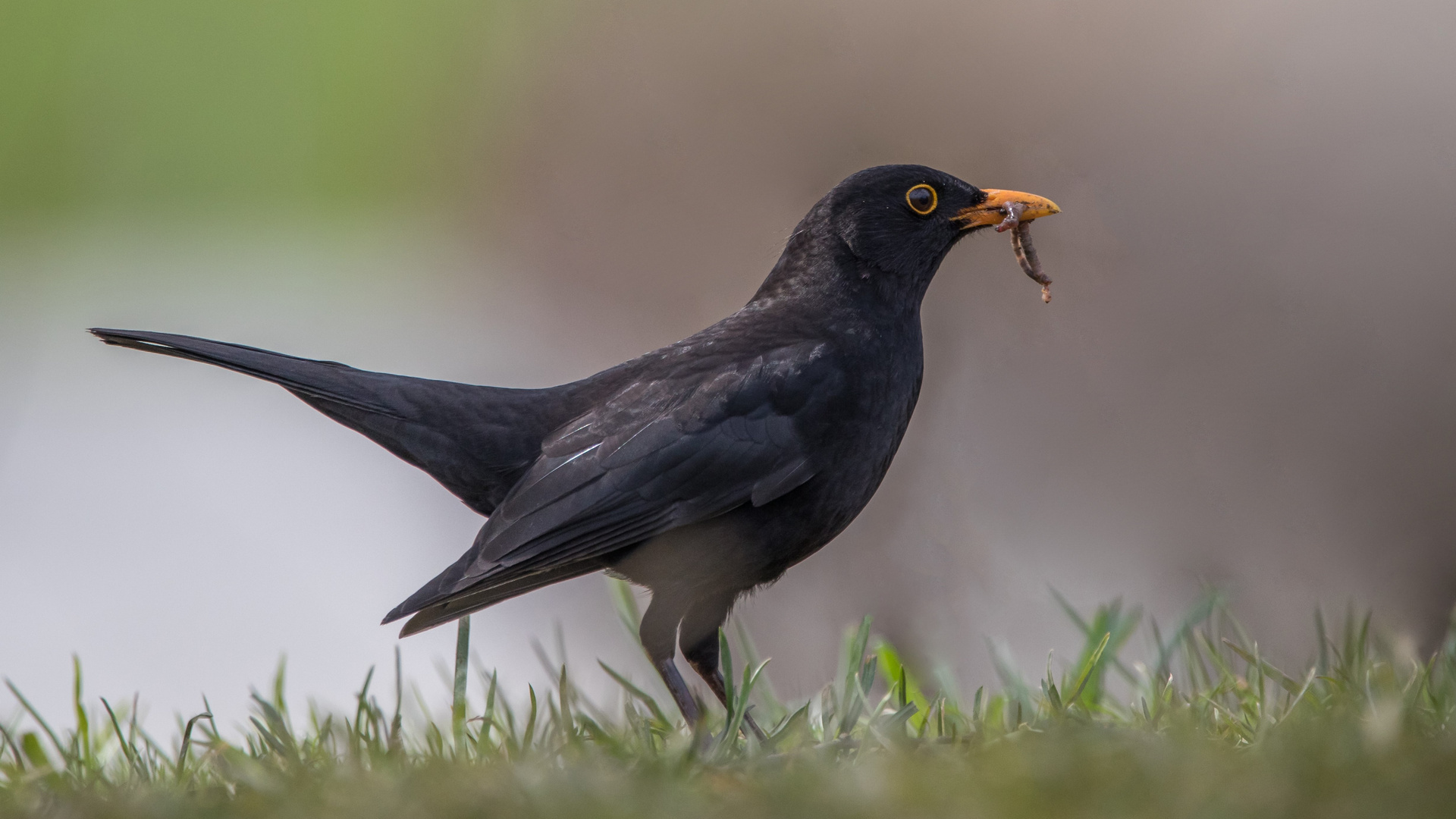 Amsel