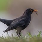 Amsel