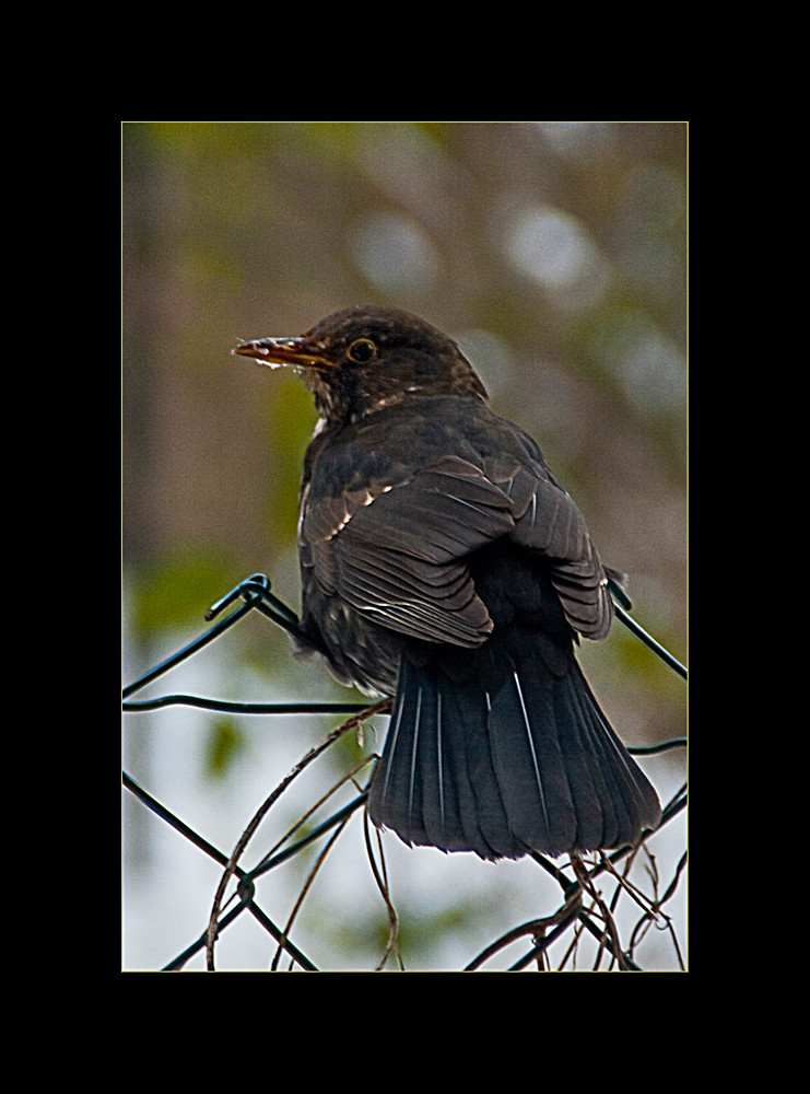 Amsel