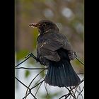 Amsel