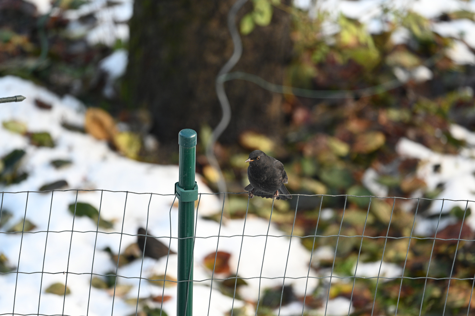 Amsel 02 10.12.2023 