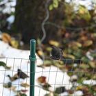 Amsel 02 10.12.2023 