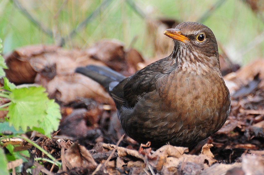 Amsel #02