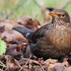 Amsel #02