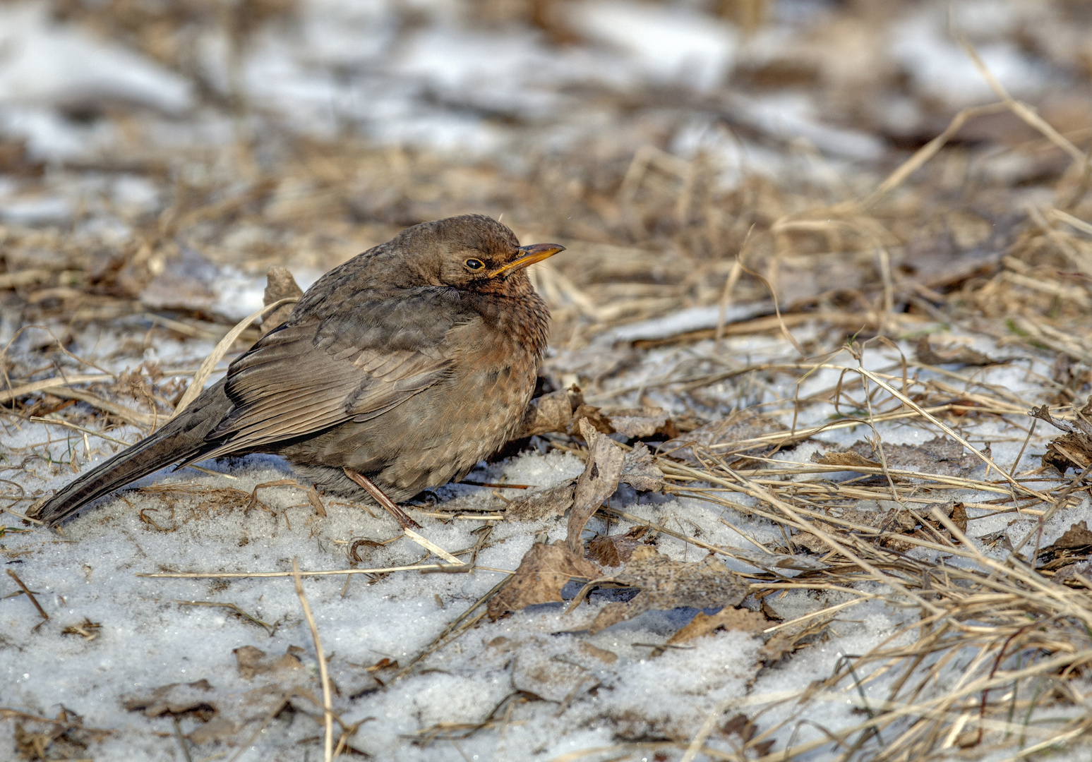 Amsel 02