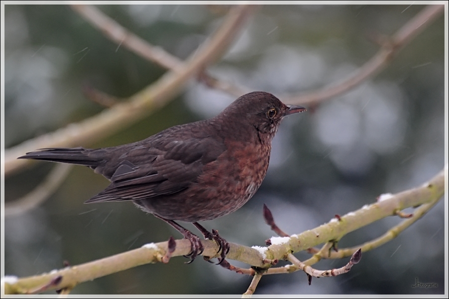 Amsel