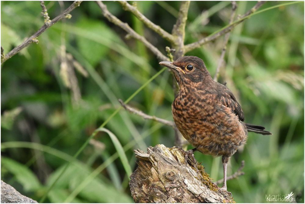 Amsel