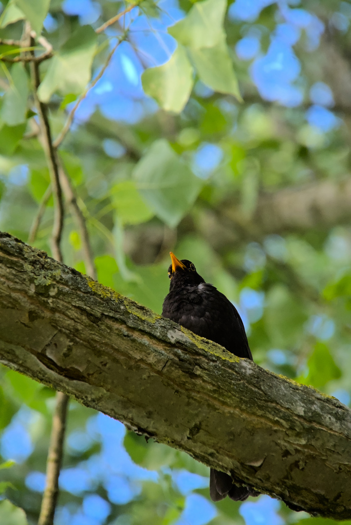 Amsel