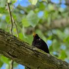 Amsel