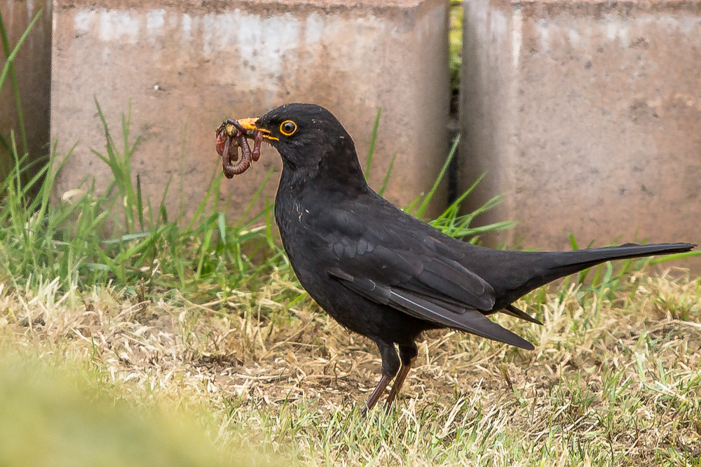 Amsel