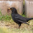 Amsel