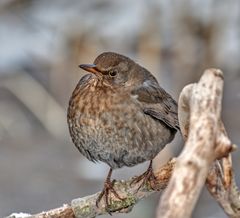 Amsel 03