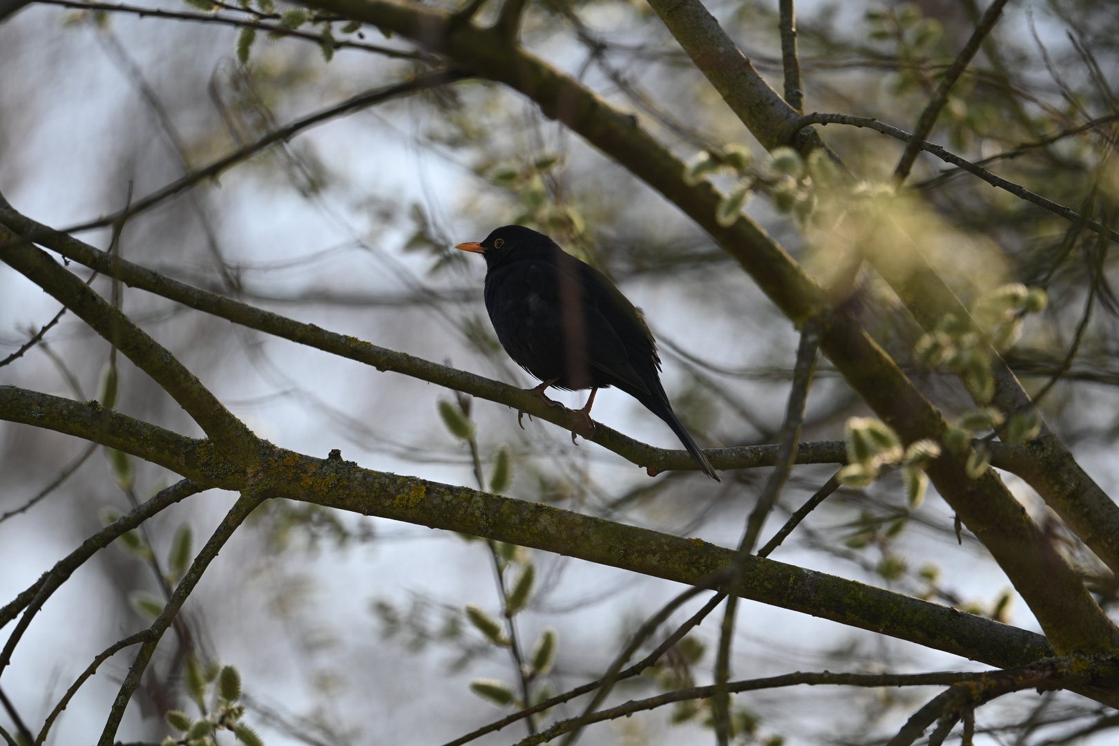 Amsel 03.03.2024