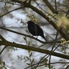 Amsel 03.03.2024