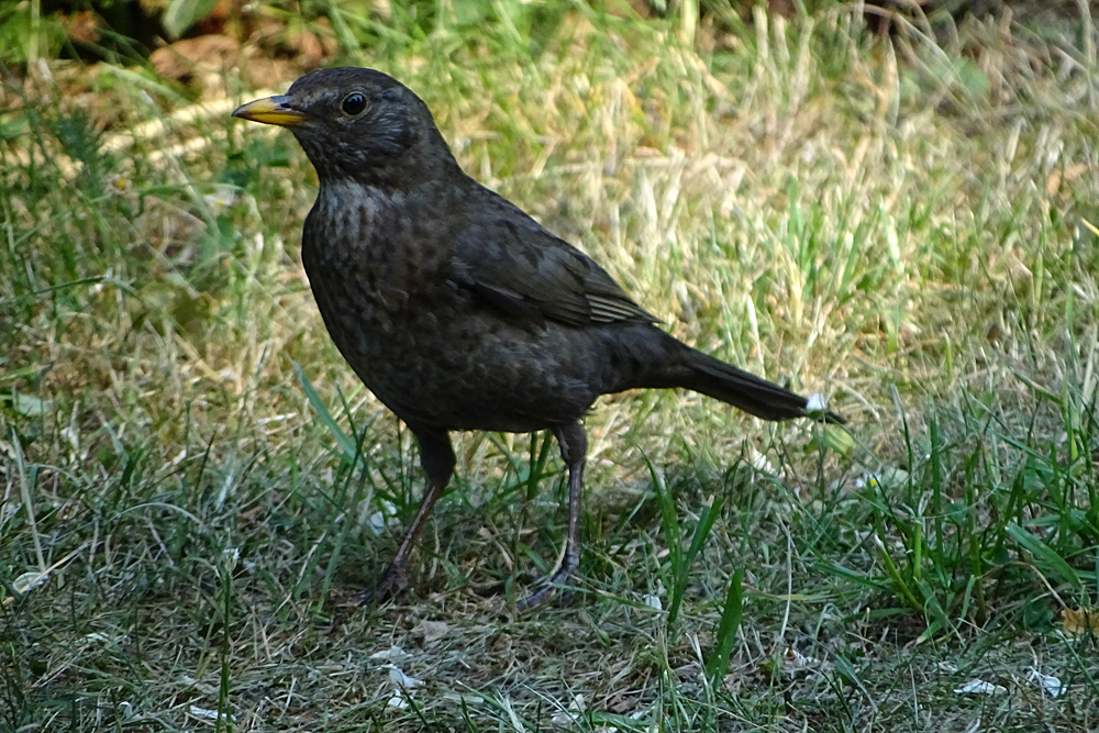 Amsel