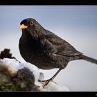 Amsel