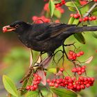 Amsel