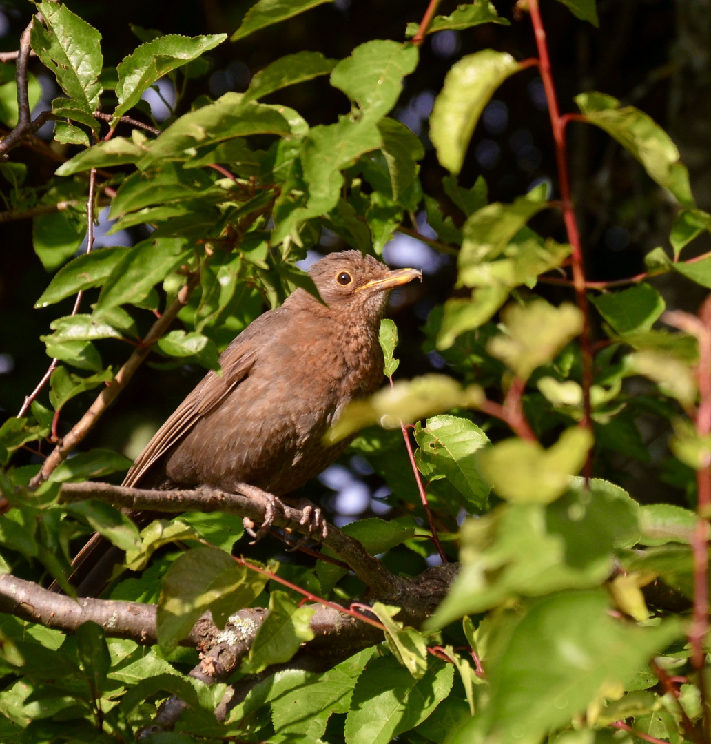 Amsel