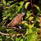 Amsel