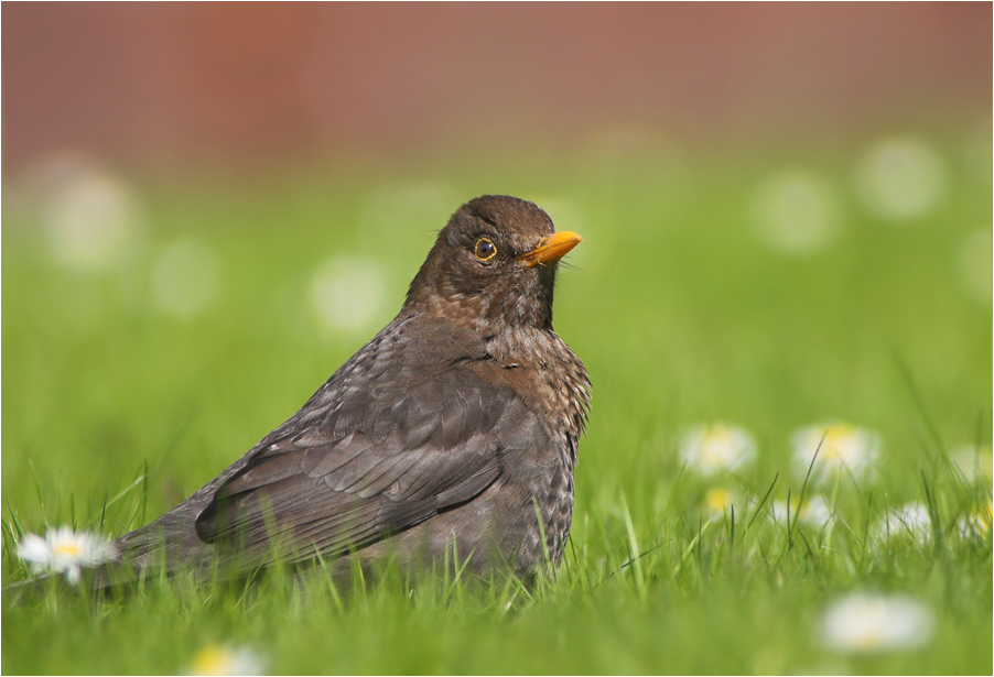 Amsel