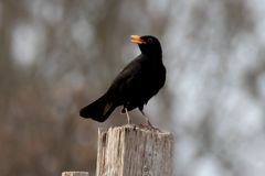 Amsel