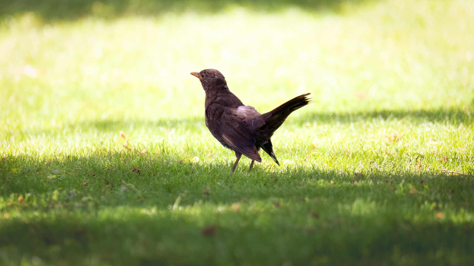 Amsel