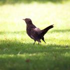 Amsel