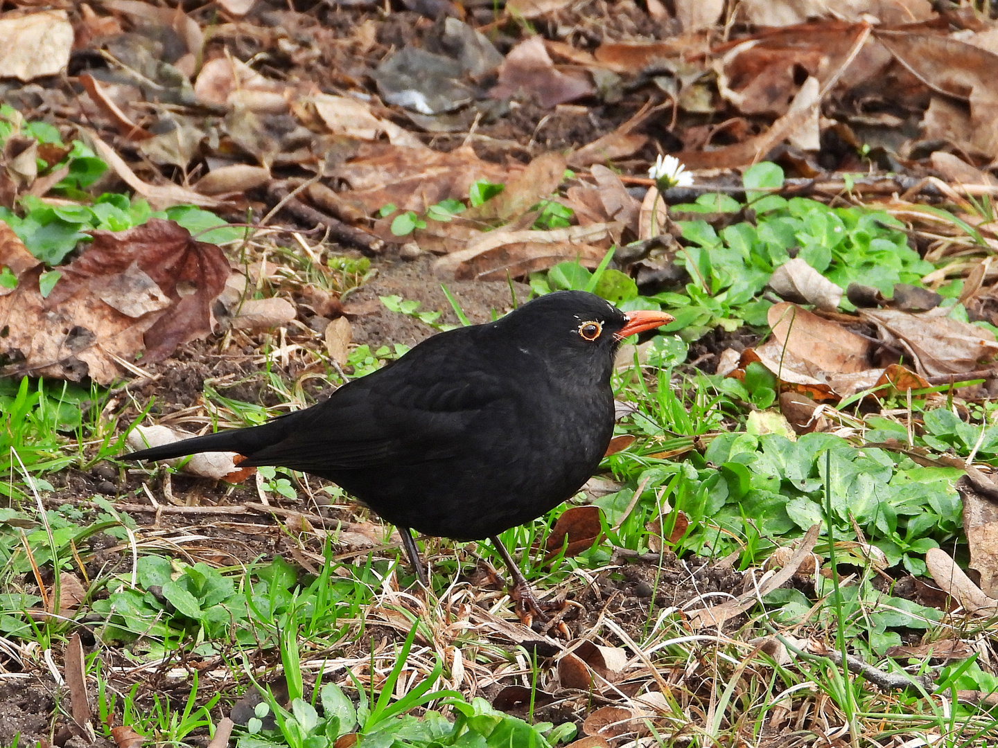 Amsel (06.01.2024)