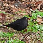 Amsel (06.01.2024)