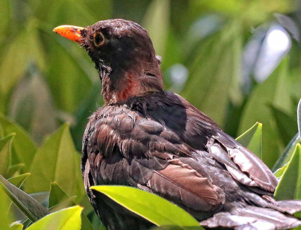 Amsel