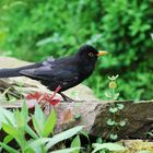 Amsel