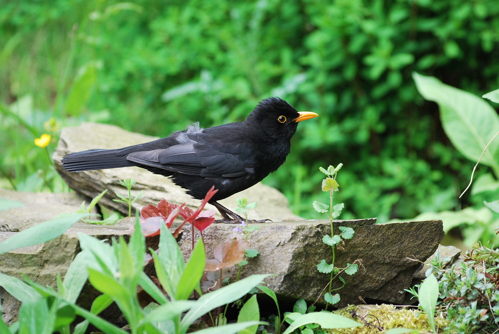 Amsel