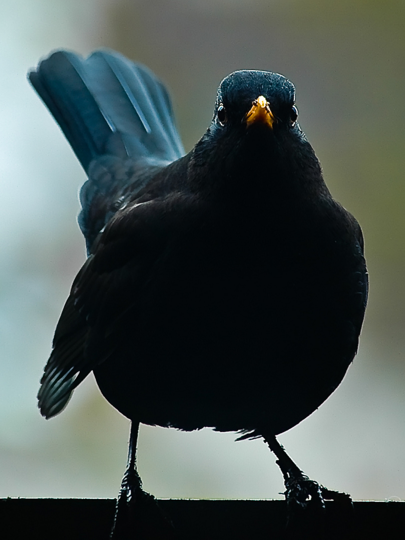 Amsel