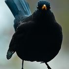 Amsel