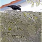 Amsel