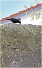 Amsel