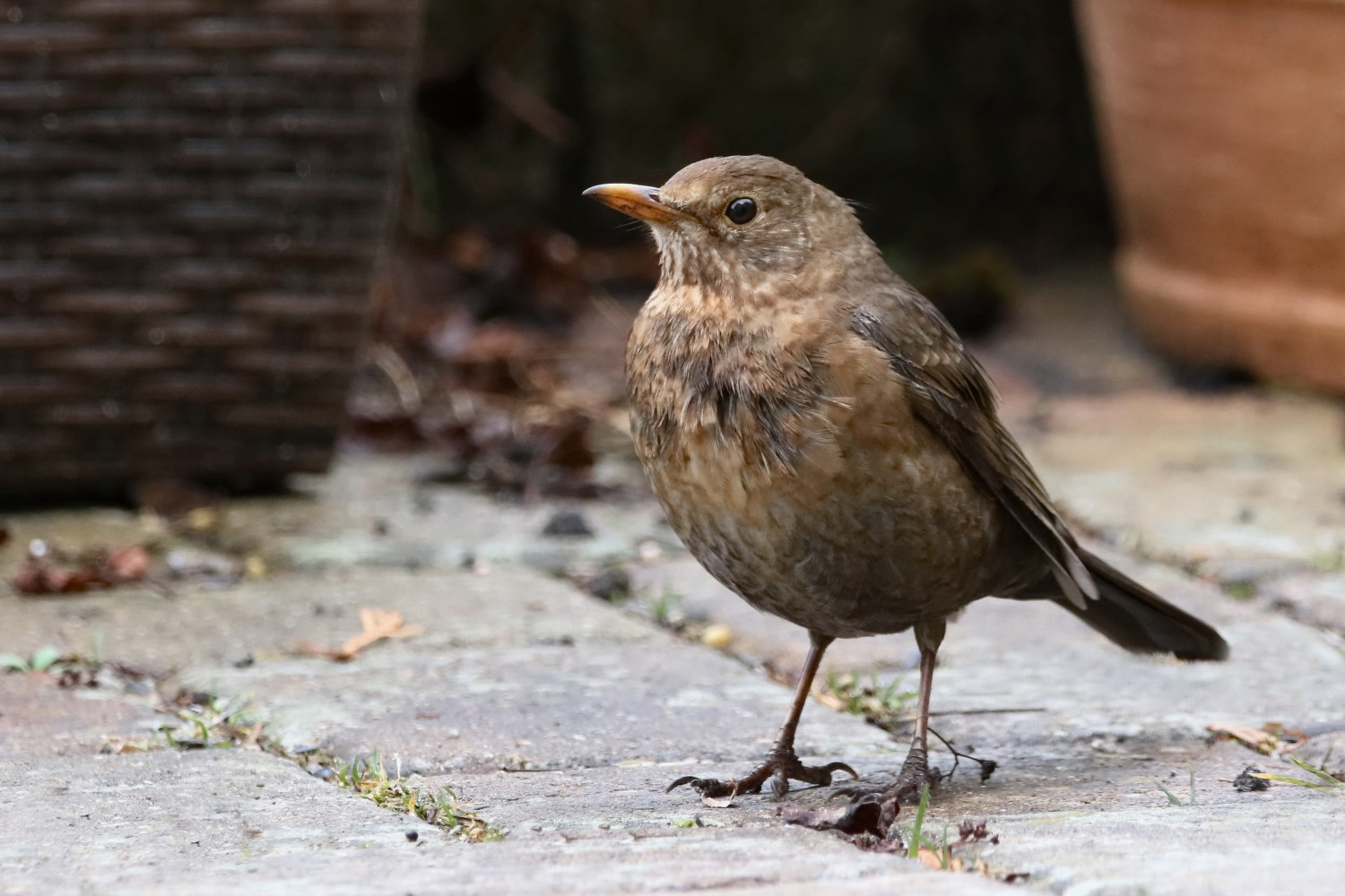 Amsel