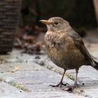 Amsel