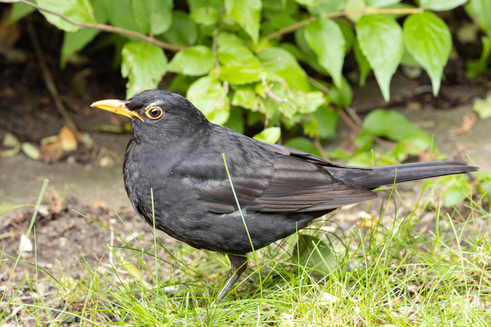 Amsel-0713