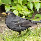 Amsel-0713