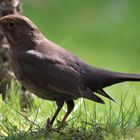 Amsel