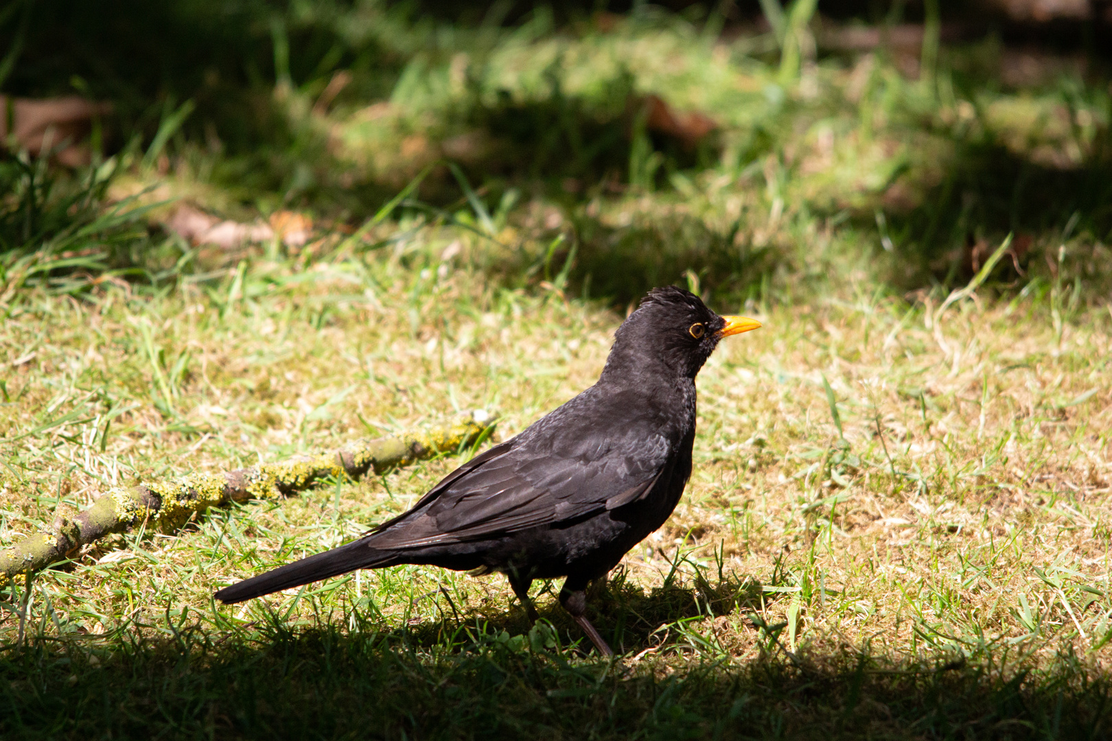 Amsel 