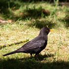 Amsel 