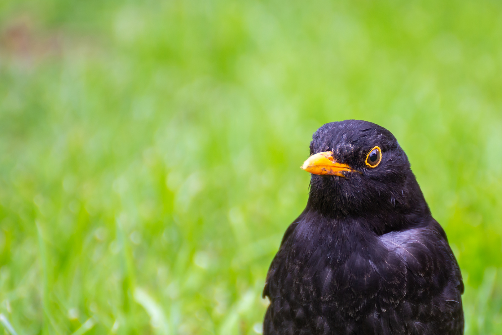 Amsel 