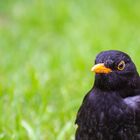 Amsel 